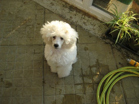 ...a jako pomocník ve skleníku.